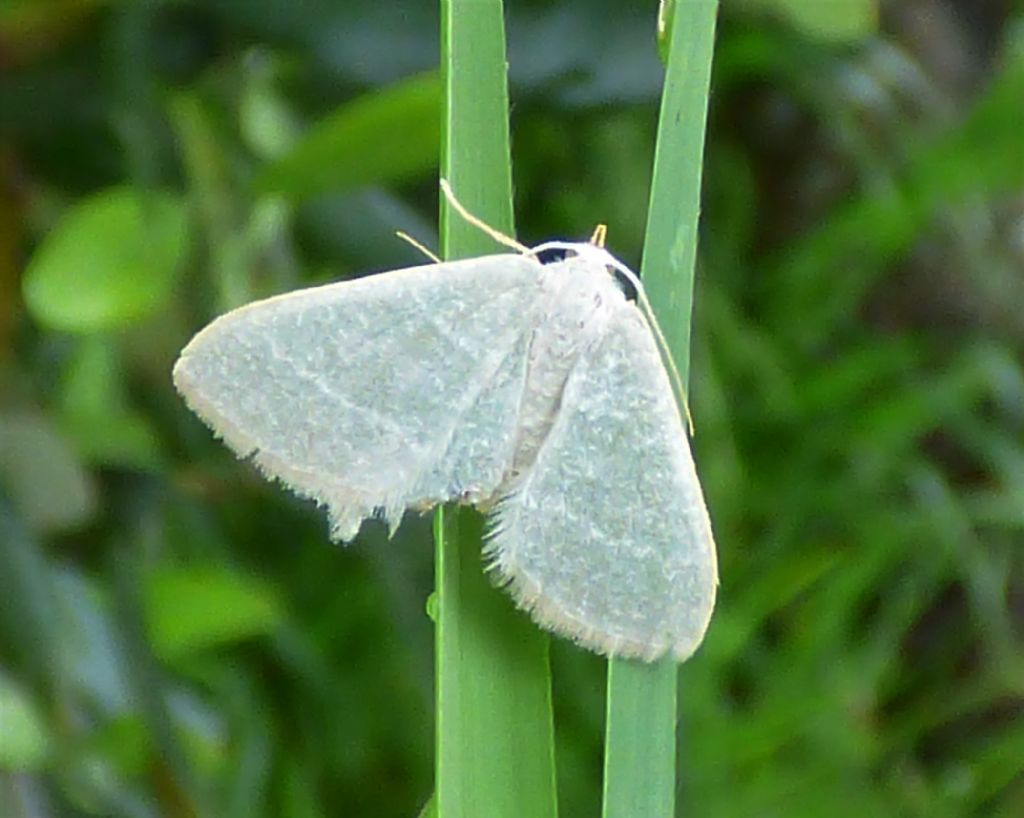 Phaiogramma  etruscaria (Geometridae)
